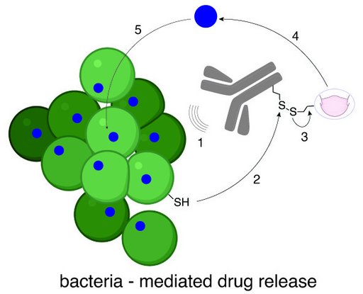 Kemisk illustration af behandlingen på bakterier.