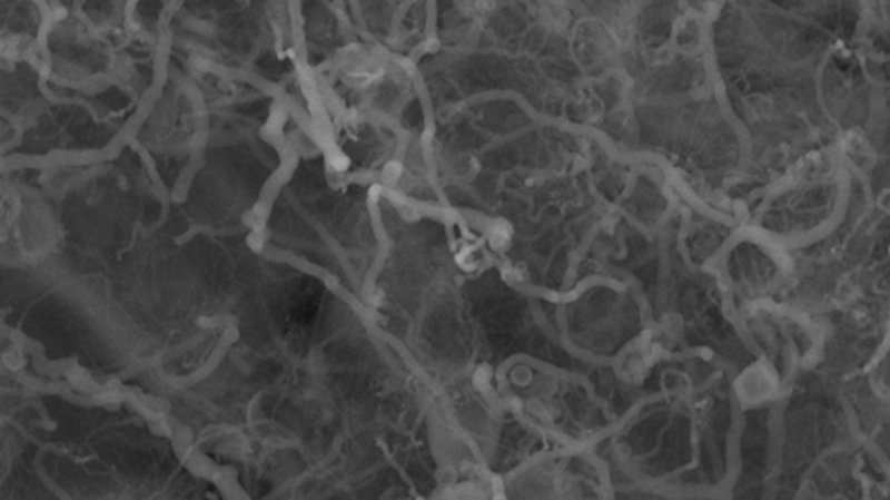 Mikroskopibillede af nanofilamenter i grå nuancer.
