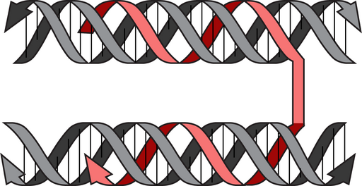 Illustration af, hvordan den nye metode, triplex-origami, skaber trestrengede DNA-helixer.