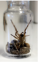 Vial containing five live spiders 
